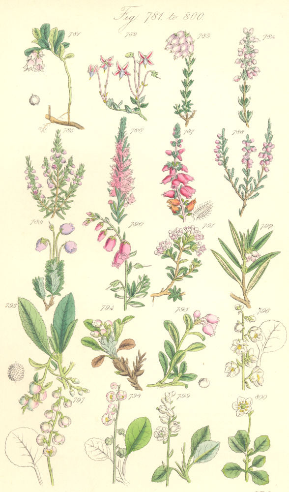 WILD FLOWERS. Cowberry Cranberry Heath Heather Cistus Winter-green. SOWERBY 1890